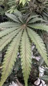 Large Blueberry cannabis leaf with purple coloration and serrated edges.