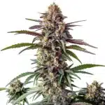 Bruce Banner x White Russian cannabis with compact, frosty buds and dark leaves.