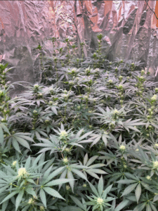 Early Skunk cannabis plants in full bloom with many white pistil-covered buds in a grow room.
