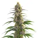 Vibrant green CBD Zenergy buds with purple accents and orange pistils.