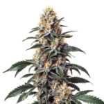 California Orange x Skunk strain with frosty buds and bright orange pistils.