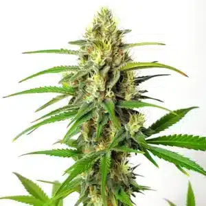 Cherry AK Fast Version weed plant featuring a tall central cola with frosty buds and bright orange pistils.