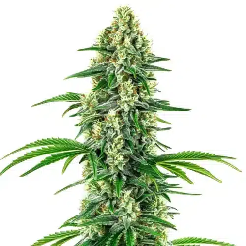 Chocolope x Candy cannabis cola covered in crystals with vivid green leaves and orange pistils.
