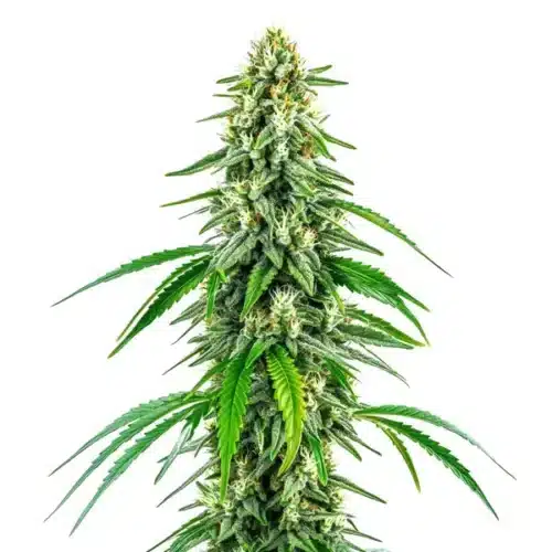 Chocolope x Kush cannabis plant with thick buds, dark green leaves and dense trichome coverage.
