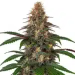 Cinderella 99 x Somango plant with tropical-scented buds and dark green leaves.