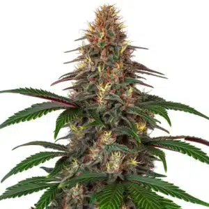 Cinderella 99 x Somango plant with tropical-scented buds and dark green leaves.