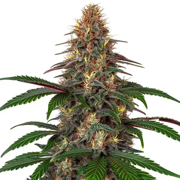 Cinderella 99 x Somango plant with tropical-scented buds and dark green leaves.