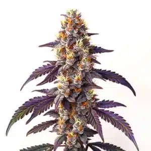 Cinderella 99 x Blueberry Fast Version cannabis plant with purple leaves and thick trichome-rich buds.