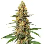Critical 47 cannabis with orange pistils, compact structure, and thick trichome coverage.