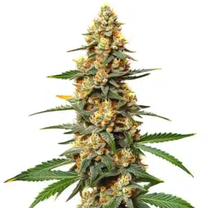 Critical 47 cannabis with orange pistils, compact structure, and thick trichome coverage.