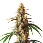Critical Kush cannabis strain with dense buds and orange pistils