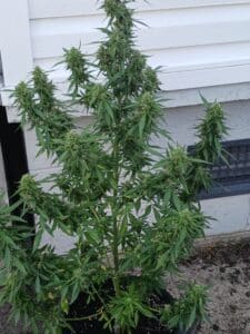 Durban Poison cannabis flower with prominent white stigmas and narrow sativa leaves during the flowering phase.