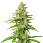Early Skunk x Cinderella 99 cannabis with bright green compact buds and thin leaves.