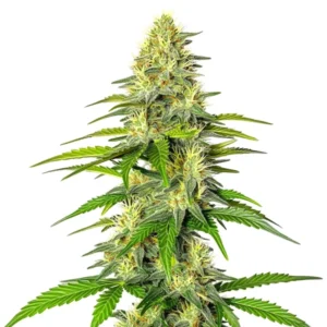 Early Skunk x Cinderella 99 cannabis with bright green compact buds and thin leaves.