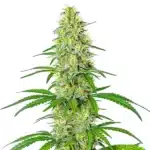 Exodus Cheese x Blue Head Band cannabis plant with dense frosty buds and dark green leaves.