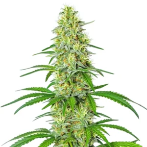 Exodus Cheese x Blue Head Band cannabis plant with dense frosty buds and dark green leaves.