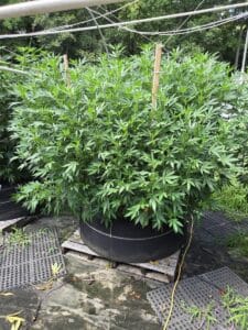 Early flowering stage of a Skunk x Northern Lights plant with prominent white pistils and vibrant green leaves.