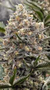 Macro view of Grandaddy Purple x Bruce Banner cannabis flower with frosty resin glands and orange hairs.