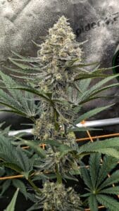 Grandaddy Purple x Bruce Banner feminized seeds grow gallery showing a developing cannabis flower with high trichome density.