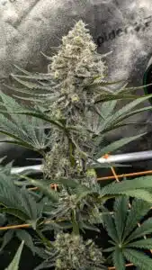 Grandaddy Purple x Bruce Banner feminized seeds grow gallery showing a developing cannabis flower with high trichome density.