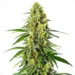 Tall buds of Green Crack x Super Silver Haze with vibrant green hues and abundant trichomes.