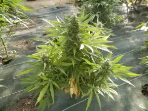 Close-up of a Jack Herer Auto cannabis plant with dense green colas growing in a sunny garden.