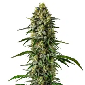 Jilly Bean cannabis plant with orange pistils and fruity, sticky buds.