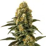 Jilly Bean Regular cannabis cola with fruity aroma and resin-coated flowers.