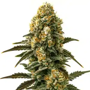 Jilly Bean Regular cannabis cola with fruity aroma and resin-coated flowers.