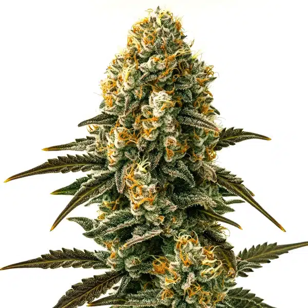 Jilly Bean Regular cannabis cola with fruity aroma and resin-coated flowers.