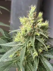 Flowering Lavender feminized seeds cannabis bud with bright yellow pistils and resinous green leaves.