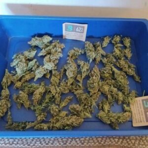 Dried Lemon Auto cannabis buds on a blue curing tray with humidity control packs.