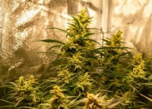 Resinous Lemon Auto cannabis plants during the flowering stage in an indoor grow tent.