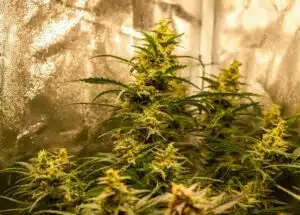 Resinous Lemon Auto cannabis plants during the flowering stage in an indoor grow tent.