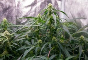 Early flowering phase of a Lemon Auto plant showing white pistils and dark green leaves.