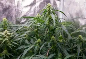 Early flowering phase of a Lemon Auto plant showing white pistils and dark green leaves.