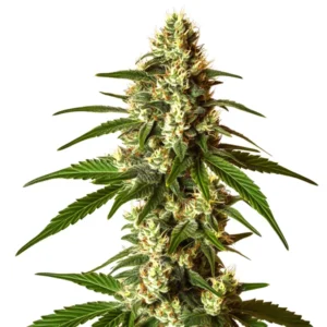 Lemon Kush cannabis plant with citrus-scented frosty buds and vibrant serrated leaves.