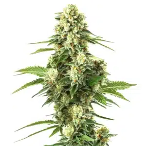 Lemon Kush F1 cannabis plant with dense buds covered in crystal trichomes.