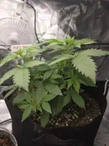 M8 cannabis seedling in a fabric pot with a moisture meter under indoor cultivation lights.