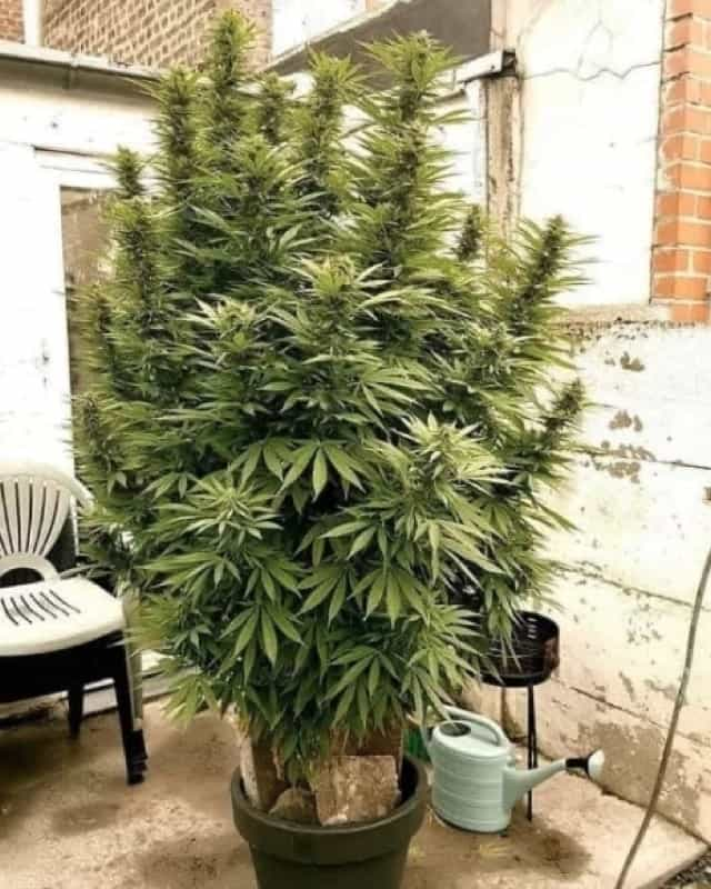 Mamba Negra Marijuana Plant Outdoor