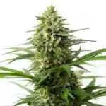 Northern Lights x Big Bud Auto cannabis plant with dense buds and indica traits.