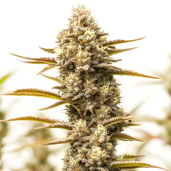 Northern Lights x Blueberry Auto cannabis plant with colorful resinous buds