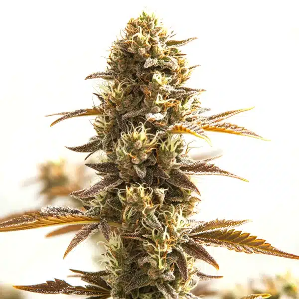 Close-up of an Orange Bud cannabis plant with dense, resinous flowers and bright orange pistils.