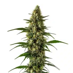 Orange x Skunk plant with resinous buds and bright orange pistils against deep green foliage