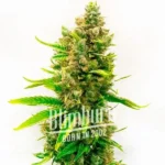 Orange Velvet x Cinderella 99