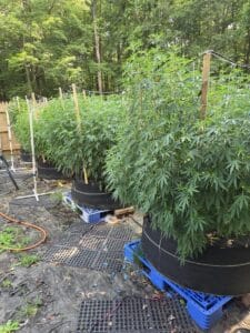 purple-star-killer-feminized-seeds-grow-gallery-3