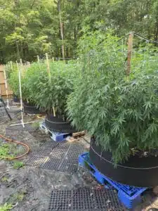 purple-star-killer-feminized-seeds-grow-gallery-3