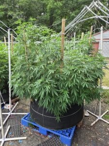 High-yield Purple Star Killer cannabis plant during the vegetative stage in an outdoor garden.
