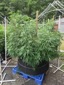 High-yield Purple Star Killer cannabis plant during the vegetative stage in an outdoor garden.
