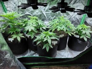 Purple Star Killer feminized seeds grow gallery featuring young plants under LED indoor lighting.
